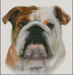 (image for) Bulldog (No Background)